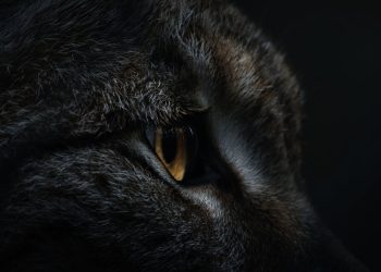 Purr-fect Praise: Harnessing the Power of Positive Reinforcement for Cat Training Success