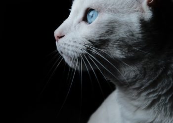 Purr-fecting Your Feline Friend: Masterful Cat Training Techniques for a Well-Behaved Kitty