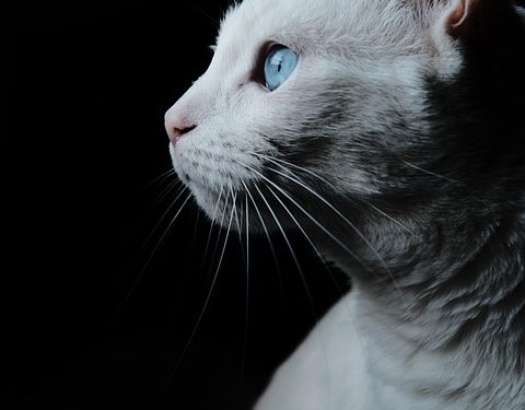 Purr-fecting Your Feline Friend: Masterful Cat Training Techniques for a Well-Behaved Kitty
