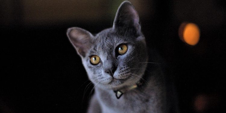 Purr-fecting Paws-itive Connections: The Ultimate Guide to Cat Socialization Training