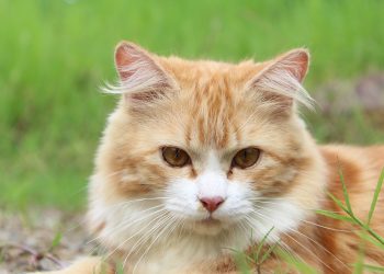 Mastering Mischief: The Ultimate Guide to Kitten Training