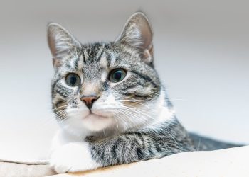 Feline Wizardry: Mastering the Art of Advanced Cat Training