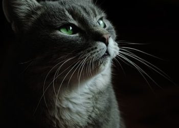 Purrfectly Well-Behaved: Mastering Basic Cat Training Techniques